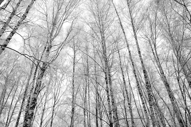 Zwart-witte berkenbomen