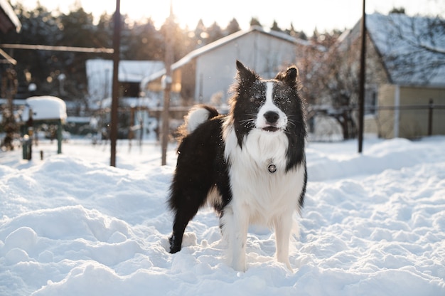 Zwart-witte border collie-hond in de winter met sneeuw op zijn gezicht