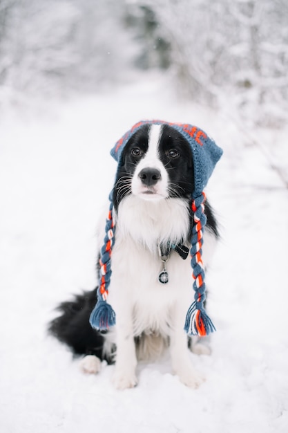 Zwart-witte border collie-hond in het besneeuwde bos