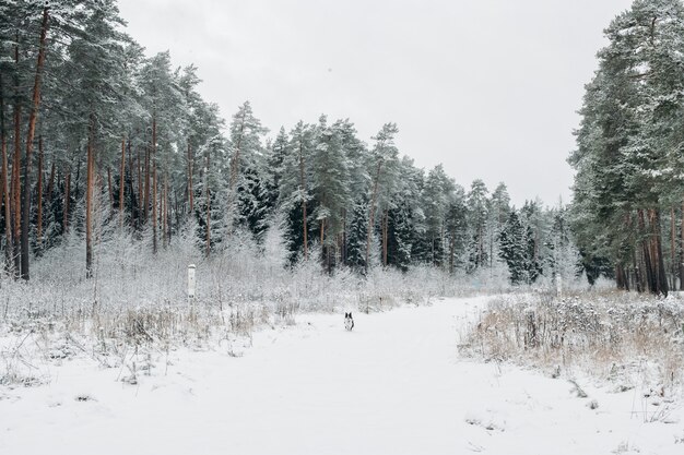 Zwart-witte border collie-hond in het besneeuwde bos