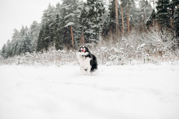 Zwart-witte border collie-hond in het besneeuwde bos