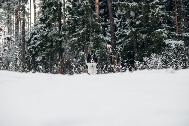 Zwart-witte border collie-hond in het besneeuwde bos