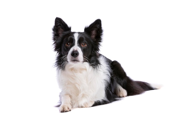 Zwart-witte border collie-hond