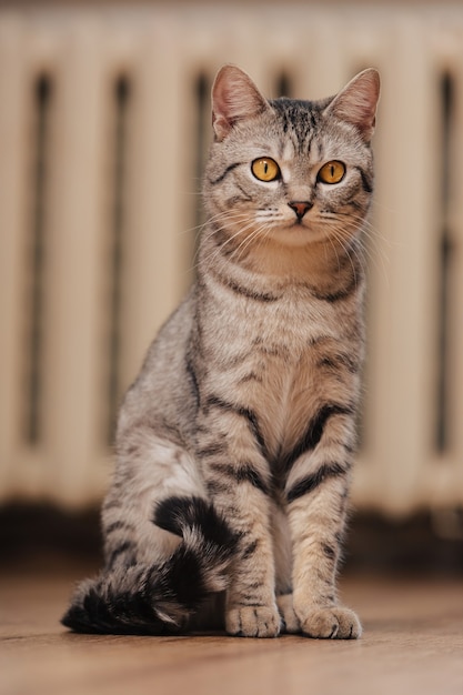 Zwart-witte Cyperse kat met oranje ogen.