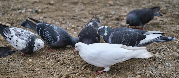 Zwart-witte duiven op natte rotsachtige grond eten voedsel