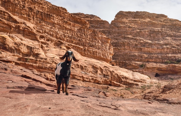 Zwart-witte geit staande op rode rotsformaties in Petra, Jordanië