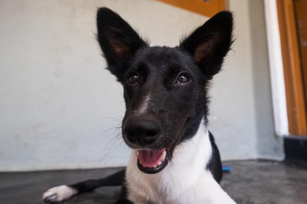 Zwart-witte gelukkige hond