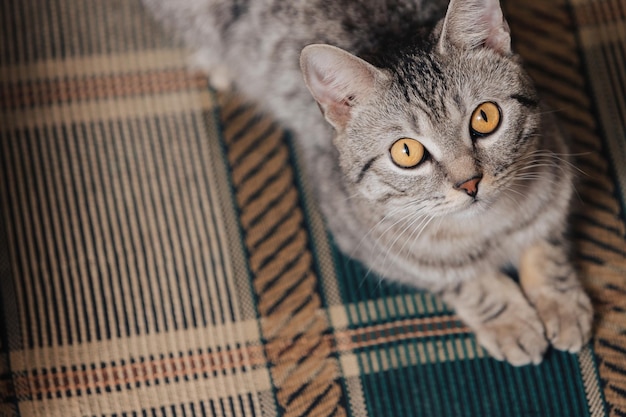 Zwart-witte gestreepte kat met oranje ogen de kat ligt op een bank of fauteuil