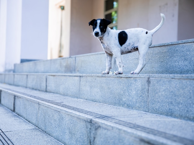 Zwart-witte hond die zich bij de marmeren treden bevindt.