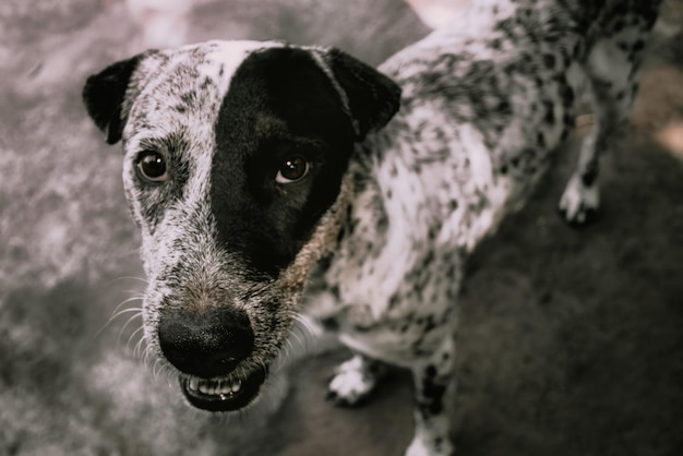 Zwart-witte hond met droevige blik