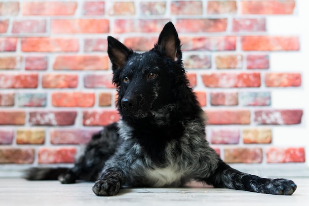 Zwart-witte hond op het achterschot van de bakstenen muurmudi studio