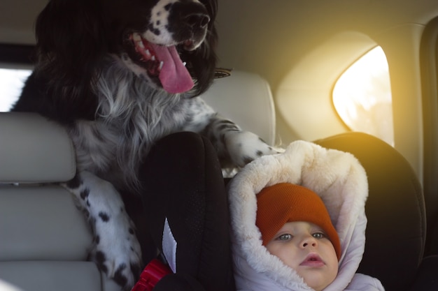 Zwart-witte hond Russische spaniël rijdt in de auto in de kofferbak van een cross-over met kinderen