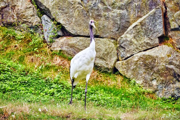 Zwart - witte Ibis in zijn natuurlijke habitat.