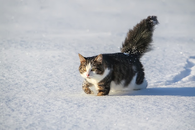 Zwart-witte jonge actieve kat die in sneeuw loopt.