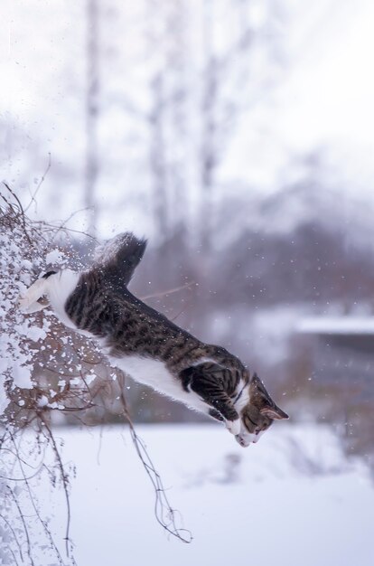 Zwart-witte jonge actieve kat die in sneeuw loopt.