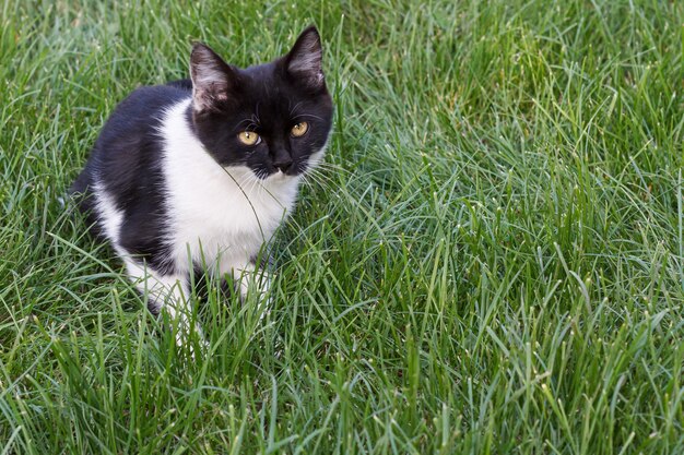 Zwart-witte jonge kat buiten op groen gras. Portret met ondiepe scherptediepte
