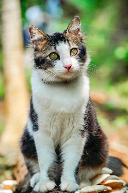 Zwart-witte kat die in de tuin speelt