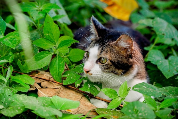 Zwart-witte kat die in de tuin speelt