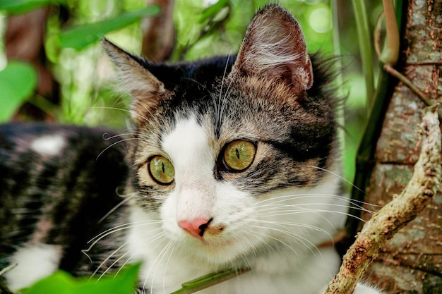 Zwart-witte kat die in de tuin speelt