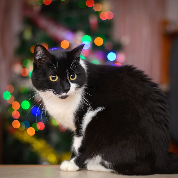 Zwart-witte kat en kerstverlichting
