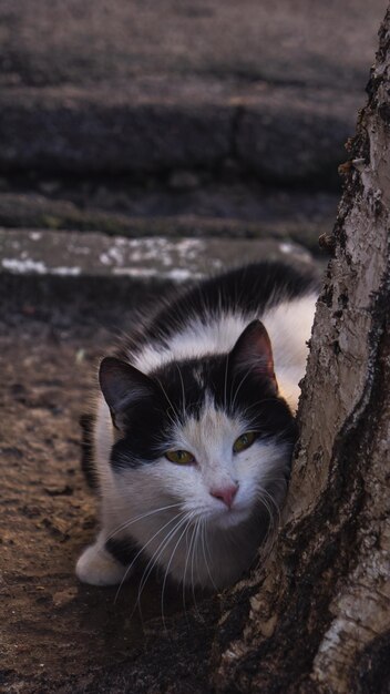Zwart-witte kat in de buurt van de boom