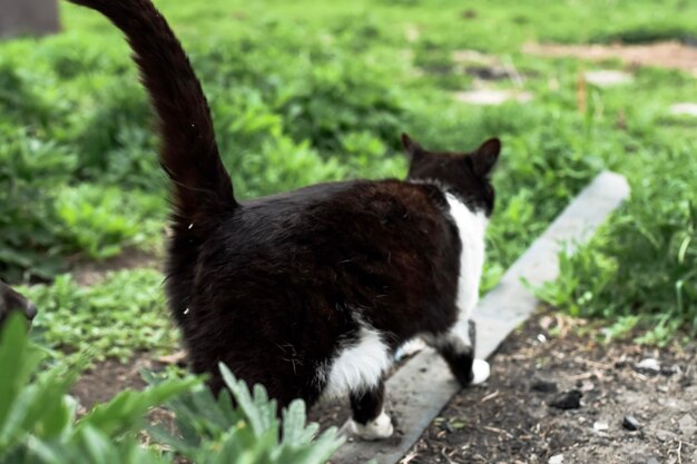 Zwart-witte kat in de tuin