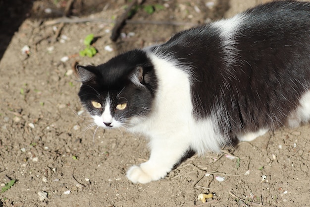 zwart-witte kat in de zon wentelend in het stof