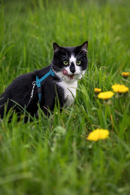 Zwart-witte kat met een riem zit in het gras met paardebloemen