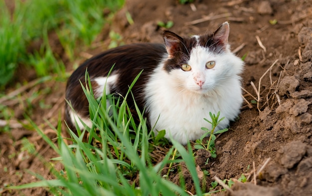 Zwart-witte kat met groene ogen zit op de grond en kijkt in het frame Fluffy cat