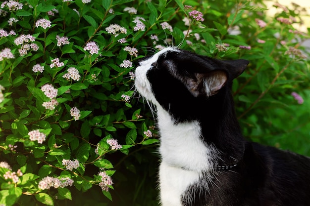 Zwart-witte kat snuift bloemen aan de struiken
