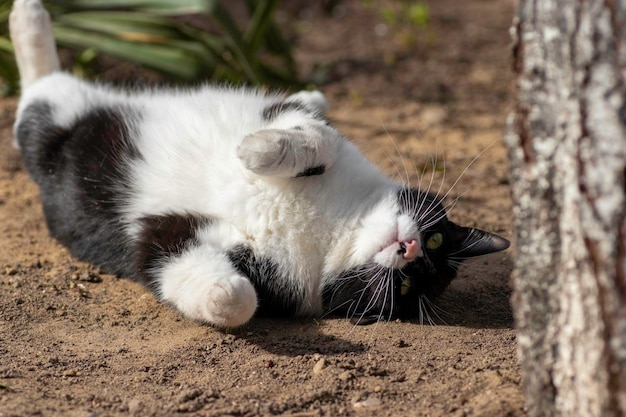 zwart-witte kat speelt op de grond in de zomer huiskat speelt op straat