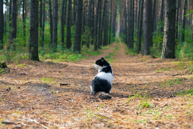 Zwart-witte kat zit in het dennenbos