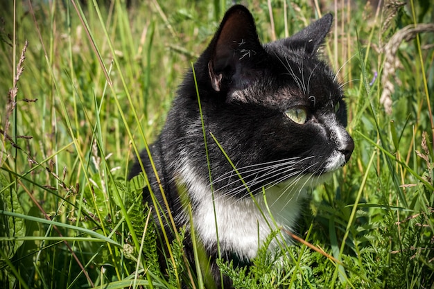 Zwart-witte kat zit onder groen gras.