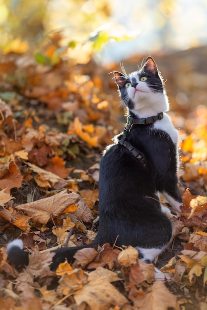 Zwart-witte kat zit op droge herfstbladeren en kijkt omhoog