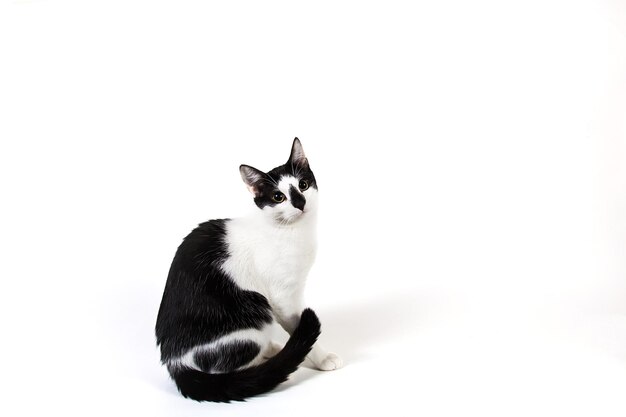 Zwart-witte kat zit op een witte geïsoleerde achtergrond