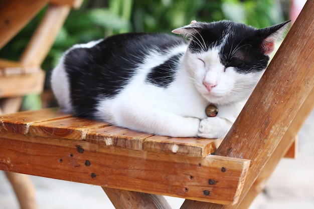 Zwart-witte kattenslaap op de houten stoel in de tuin