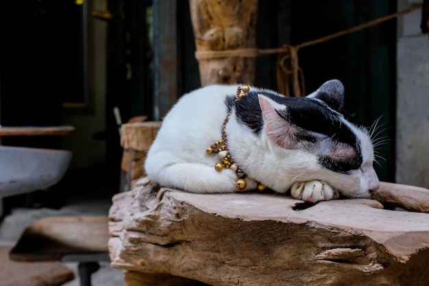 Zwart-witte kattenslaap op een houten logboek