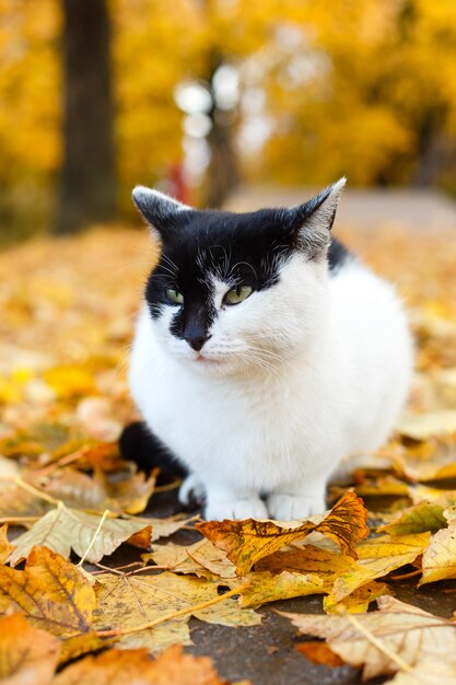 Zwart-witte kattenzitting in de herfstpark met gele bladeren