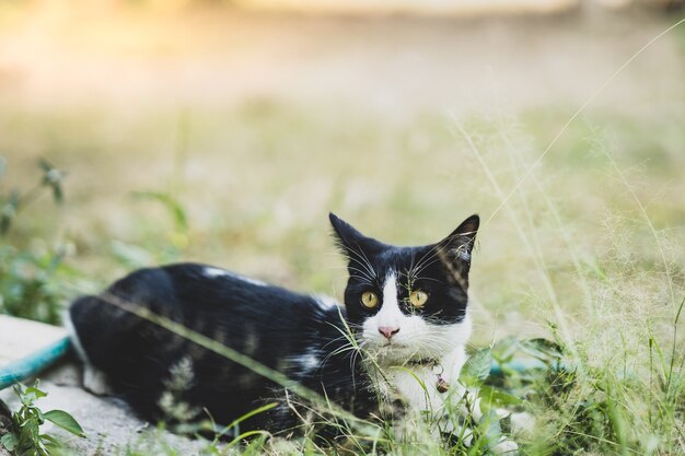 Zwart-witte kleurenkat die in tuin rond spelen.