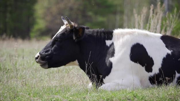 Foto zwart-witte koe die gras eet terwijl hij schudt