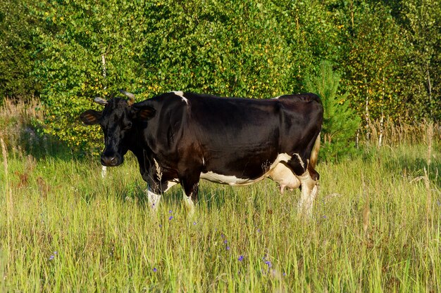 Zwart-witte koe grazen in een weiland.