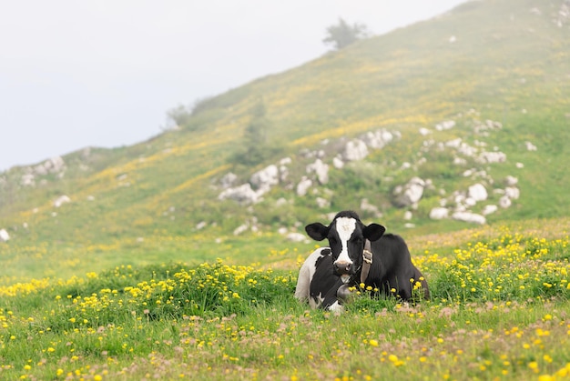 Zwart-witte koe ligt op alpenweide met gele bloemen en groen gras, selectieve focus