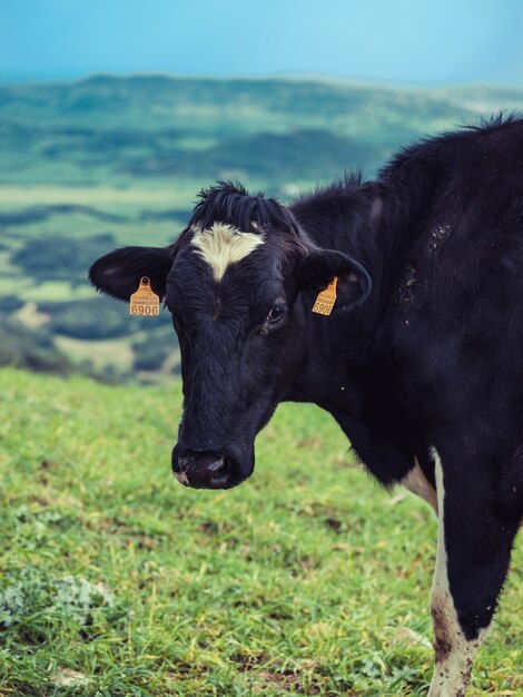 Zwart-witte koe staande op groen grasveld in het heuvelachtige landschap van Menorca