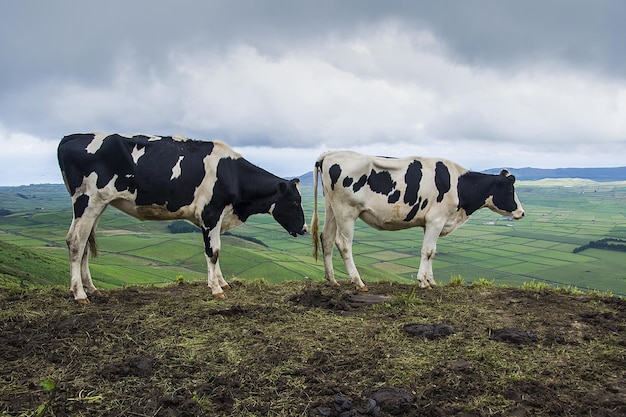 Zwart-witte koeien staan naast elkaar op een groen landschap