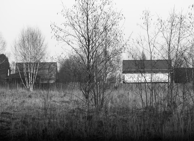 Zwart-witte naaktboom vertakt op de boerderij