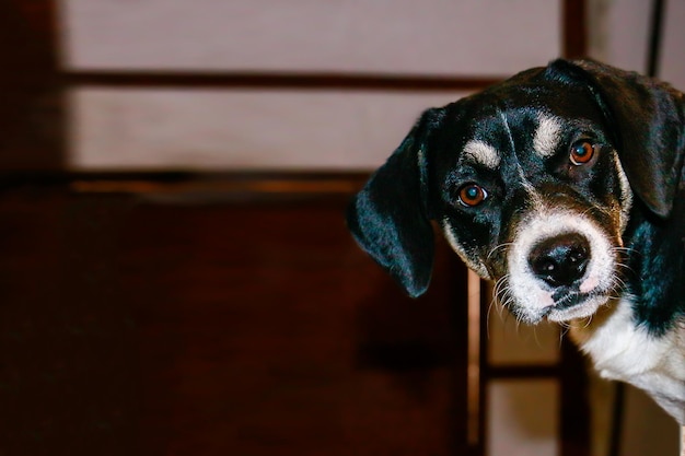 Zwart-witte puppy met een tedere blik in een huis, ruimte om tekst of bericht in te voeren