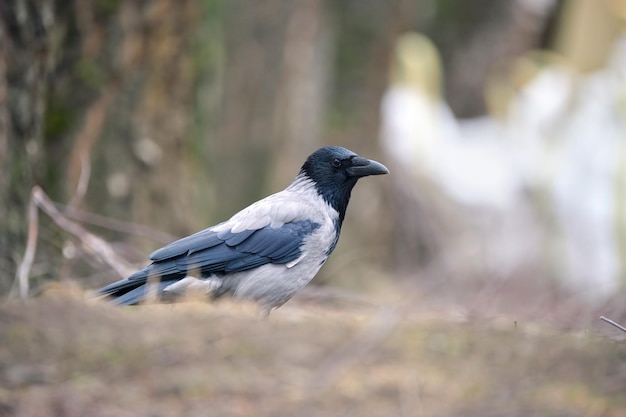 Zwart-witte raafkraaivogel met intelligente ogen en grote snavel die op grond op vage de zomerachtergrond neerstrijkt