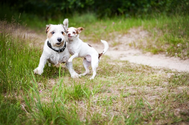 Zwart-witte Siberische husky wandelen in het zomerveld