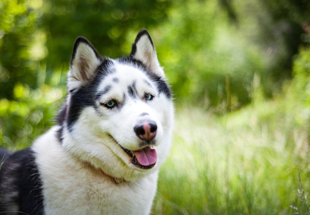 Zwart-witte Siberische husky wandelen in het zomerveld