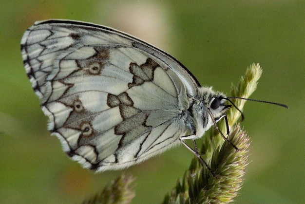 Zwart-witte vlinder op een plant